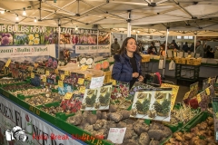 0187-2019-02-03-CENTRO-FIERA-FIERA-AGRICOLA