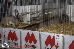 0246-2019-02-03-CENTRO-FIERA-FIERA-AGRICOLA