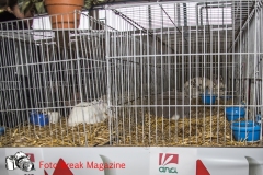 0251-2019-02-03-CENTRO-FIERA-FIERA-AGRICOLA